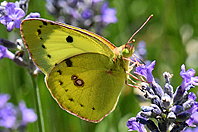 Colias alfacariensis